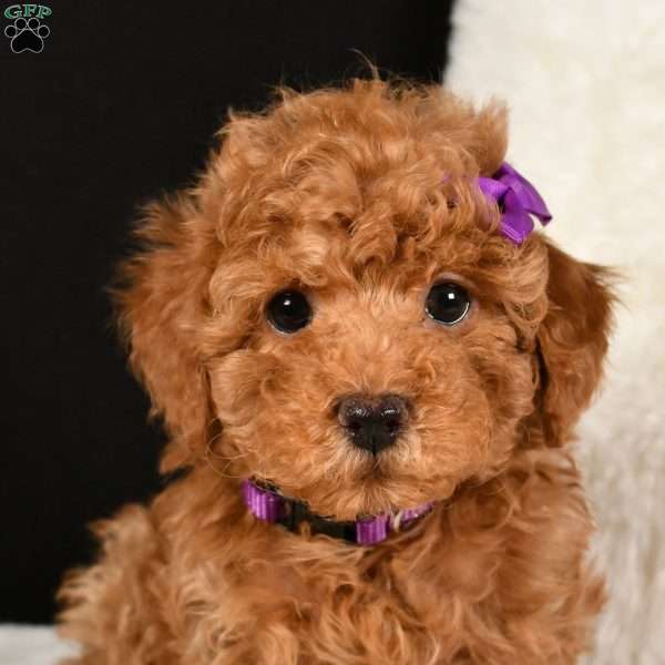 Jennifer, Toy Poodle Puppy